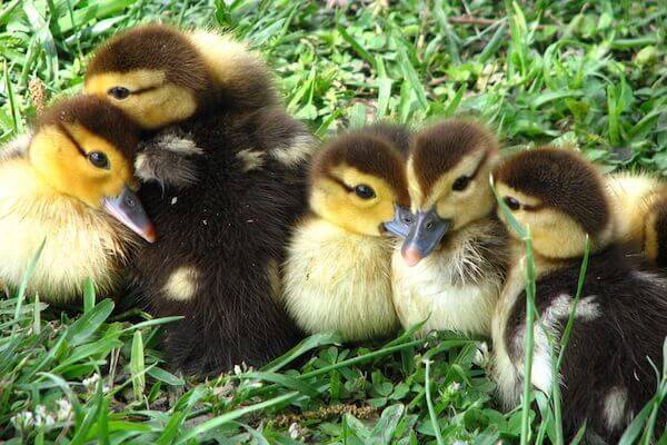 five newborn duck hatchlings huddled together